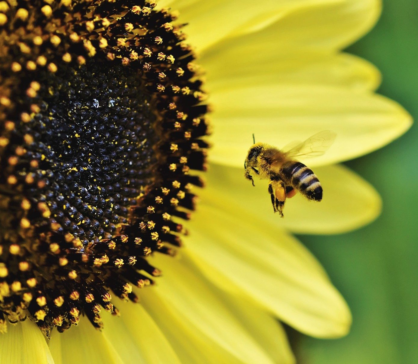 cropped-bee-4475324_1920.jpg